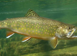 Este es el pescado con más vitaminas según la IA