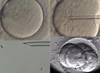 Maternidad y paternidad, doble objetivo de la medicina reproductiva innovadora