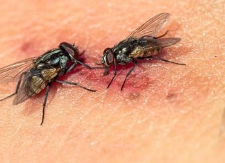 ¿Qué es la Miasis y por qué tiene a México en alerta epidemiológica