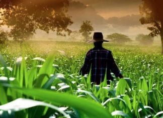 Producción en 2025: México certificó más de 2 mil alimentos orgánicos