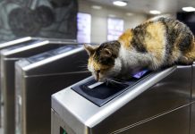 Joven estrena tren y estación de metro para gatos (VIDEO)