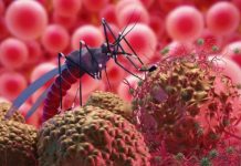 Registra Veracruz dos casos importados de paludismo