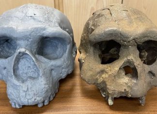 La reconstrucción de un cráneo sugiere que el origen de la Humanidad es medio millón de años más viejo de lo que creíamos