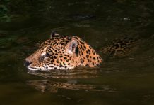 El felino más grande de América demuestra otra de sus habilidades