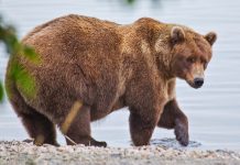 Eligen al “oso más gordo y exitoso” en Alaska