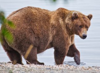 Estudio apunta a que los osos adaptan su dieta a los cambios climáticos globales