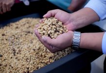 Inaugura Alberto Islas primer Beneficio de Café y domo en Chiltoyac