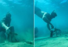 Hombre se hace amigo de un pulpo (VIDEO)