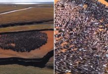 Cientos de renos participan en un raro ‘ritual’ (VIDEO)