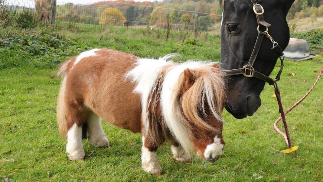 Caballo Miniponi
