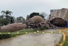 Cae El Colotero, símbolo de Álamo