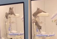 Mapaches invaden el quirófano en el Hospital Regional de Acapulco