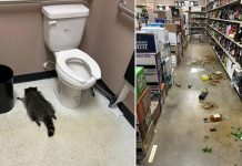 Mapache ‘ladrón serial’