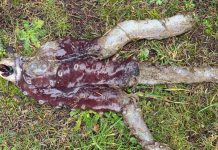 Aparece un raro pulpo de siete brazos