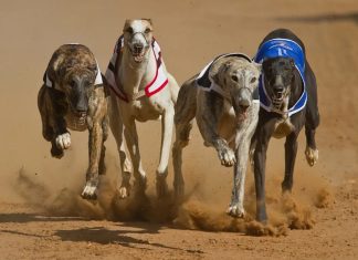 Resultados de las carreras de galgos hoy en directo