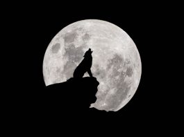 Hoy se podrá ver la superluna de lobo 2026 en México