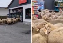 Rebaño irrumpe en supermercado y desconcierta a compradores
