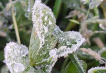 Helada blanca cubre Las Vigas y activa alerta por frío