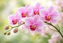 ATENAS ARTE: PUEBLA SE SUMA A LA FERIA DE LA ORQUÍDEA EN COATEPEC