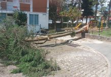 Vientos por Frente Frío tiran árboles en Xalapa