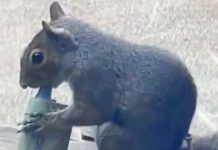 Capturan a ardillas ‘vapeando’ con cigarrillos electrónicos (VIDEO)