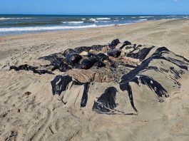 Chapopote y cinismo recorren Veracruz