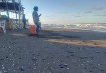 Nahle niega contaminación con chapopote en playas de Veracruz; daño avanza (VIDEO)