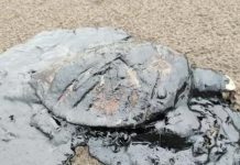 Nahle ignora impacto ambiental del derrame en costas de Veracruz