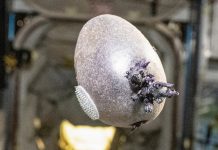 Astronauta cultiva papa en la Estación Espacial y documenta experimento