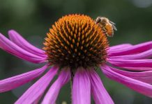 ¿Cómo influyen las abundantes lluvias del invierno en las alergias?