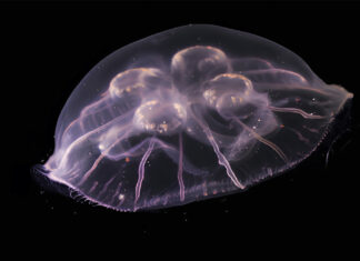 Nueva especie de medusa es descubierta en el Golfo de México