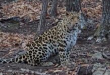 Captan a raro leopardo de Amur (VIDEO)