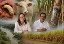 GUSANO BARRENADOR Y HONGO DE LA CAÑA AVANZAN EN VERACRUZ