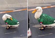 Nace el ‘Pato Mundialista’: el ave que acompaña al comercio ambulante