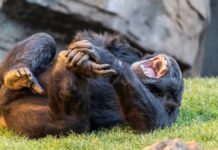 Humanos y grandes simios compartimos el ritmo de la risa desde hace 15 millones de años
