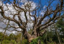 El árbol Major Oak, que dio cobijo a Robin Hood, podría haber muerto por “demasiado amor”