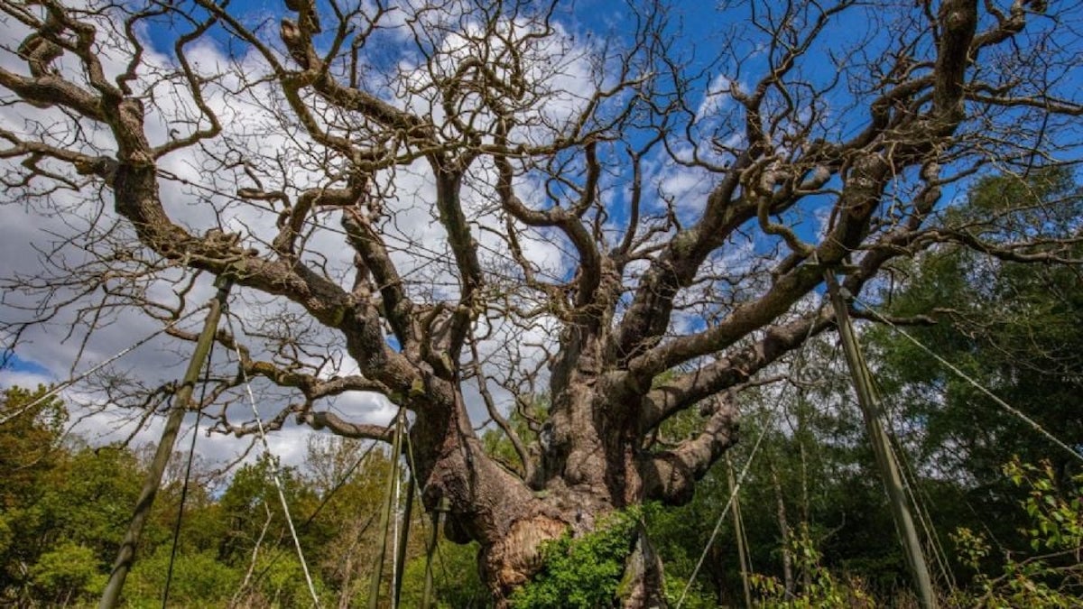 árbol Major Oak Robin Hood