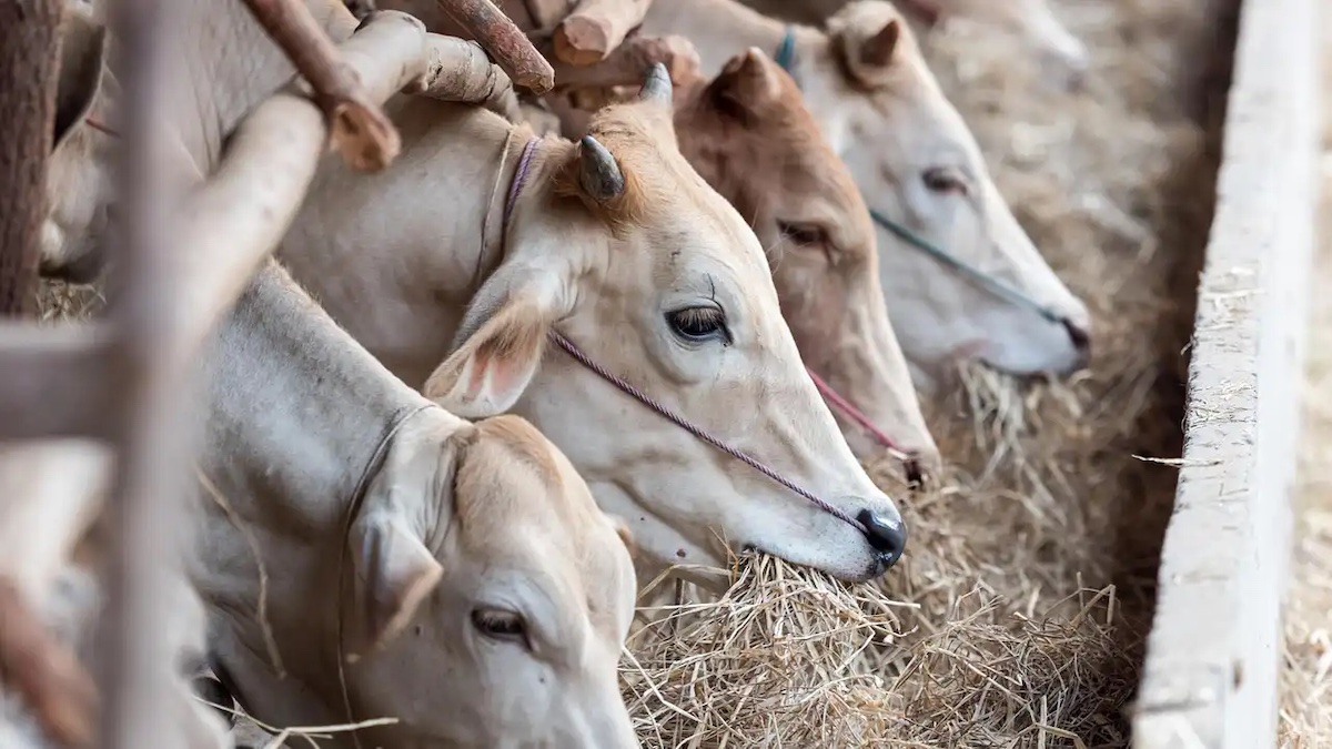 Ganado Vaca