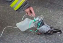 Bomberos ayudan a paloma con intoxicación por humo (VIDEO)