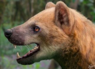 Descubren nueva especie de “perro oso” que vivió hace casi 16 millones de años