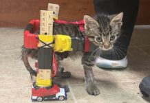 Construyen silla de ruedas con carros de juguete para gato paralítico (VIDEO)