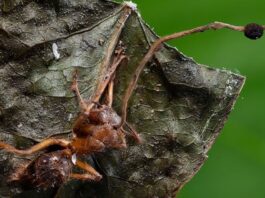 Descubren seis nuevas especies de “hongos zombi”