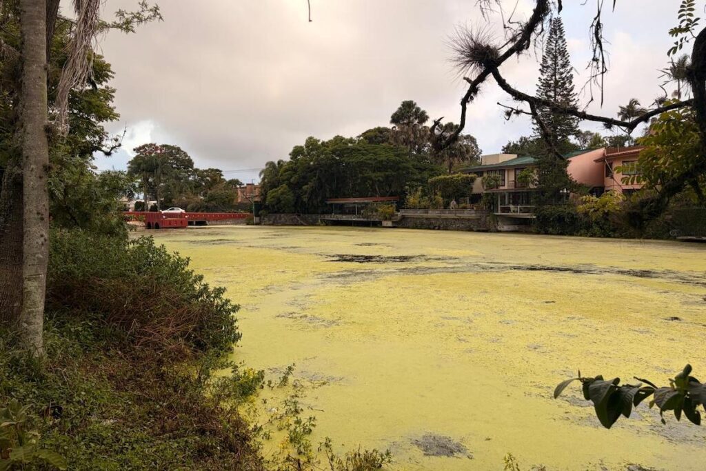 Muta Lago de Las Ánimas muta a 'Pantano de Shrek' bajo la firma de Daniela ...