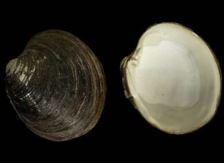 Cómo un molusco logra vivir más de 500 años sin envejecer