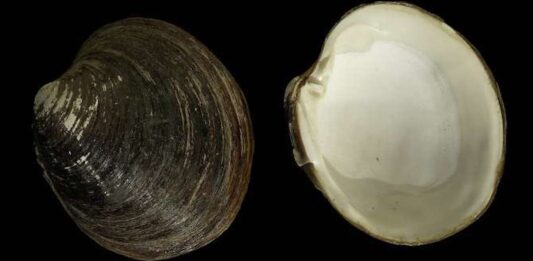 Cómo un molusco logra vivir más de 500 años sin envejecer