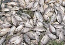 Pescadores reportan mortandad de especies en laguna de Vega de Alatorre