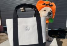 Perro se convierte en ‘modelo’ y aumenta las ventas de su dueño