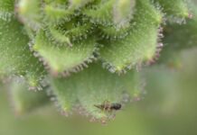 Detectan planta carnívora que Darwin predijo hace 150 años