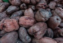 El ser humano ya habría usado drogas hace unos 25,000 años, en forma de nueces de betel