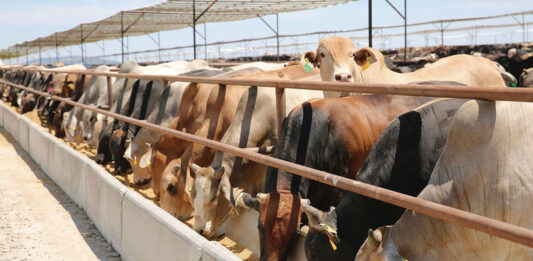 EU prevé reanudar importaciones de ganado mexicano en otras dos entradas